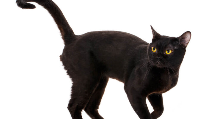 Bombay-Katze