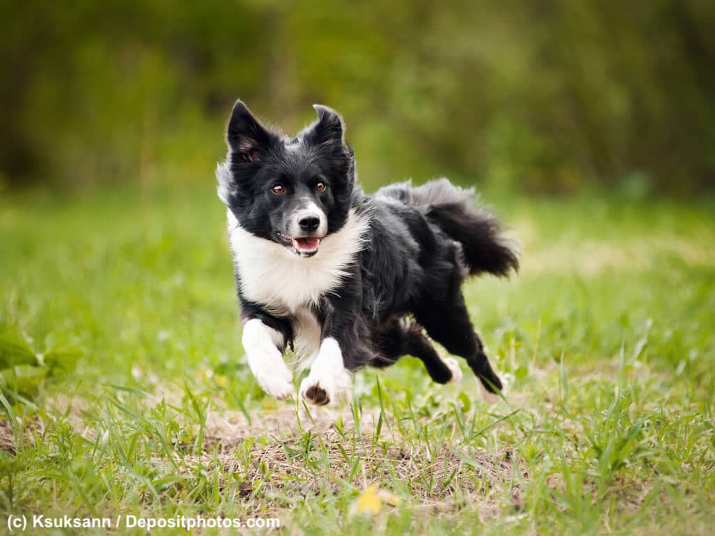 Border Collie Steckbrief