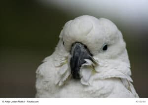 Porträt eines Brillenkakadu, weißer Vogel mit weißer Haube und den typischen blauen Augenringen