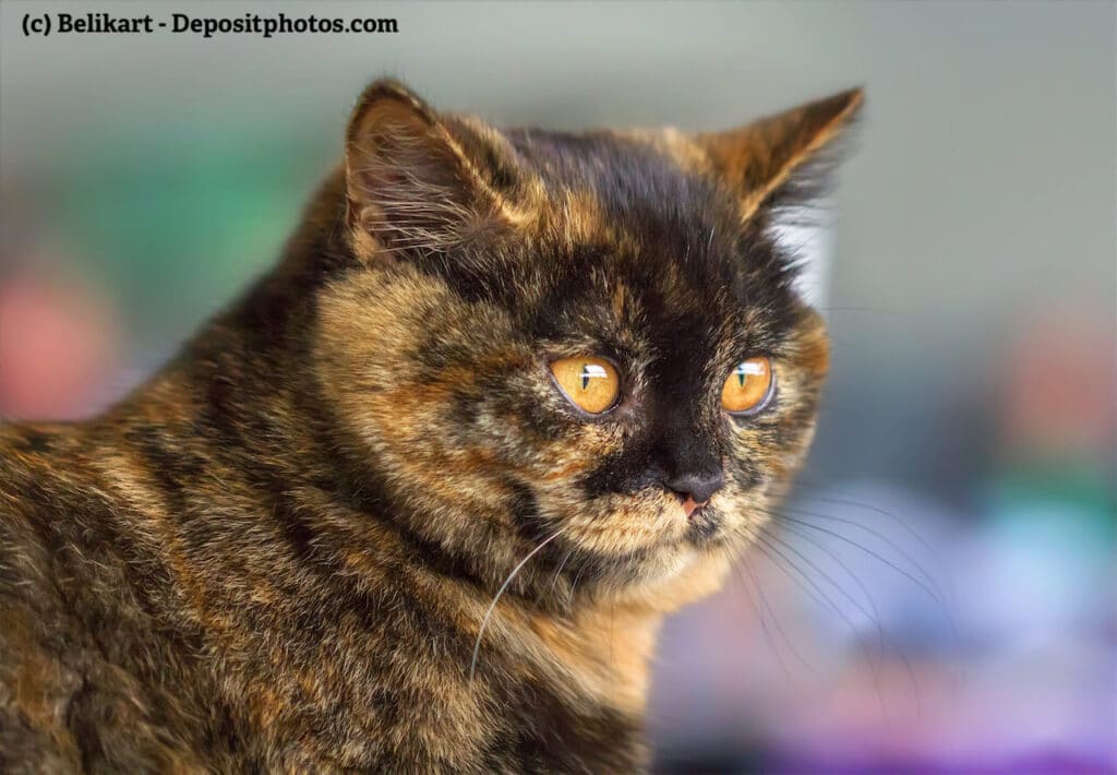 Portrait einer Britisch Kurzhaar Fellfarbe Tortie (Schildplatt und Tabby)