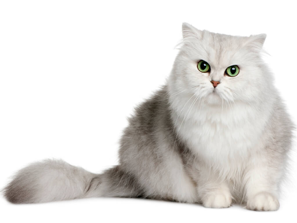 Britisch Langhaar Katze Fellfarbe Chinchilla sitzend vor weißem Hintergrund