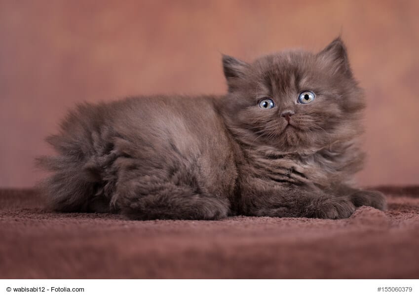 Britisch Langhaar Kitte