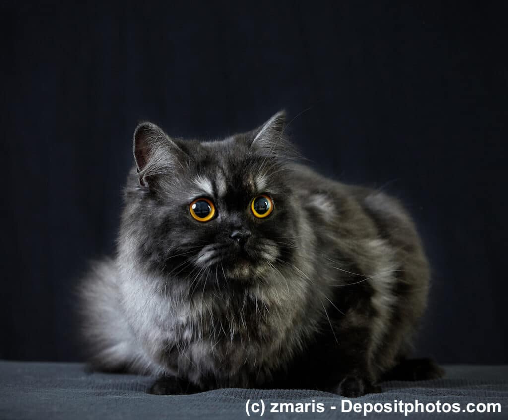 Britisch Langhaar Tabby schwarzgrau