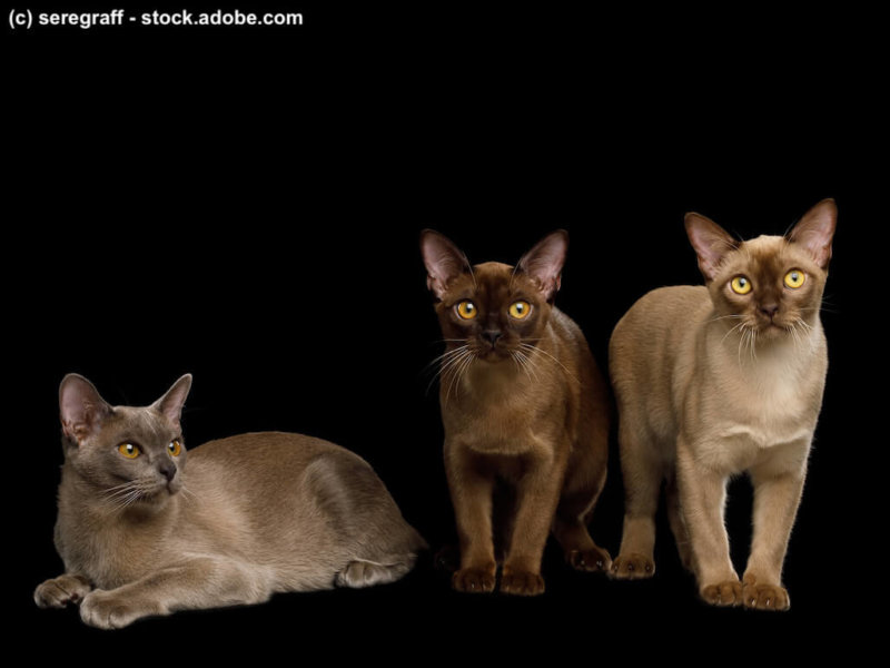 3 Burma Kitten