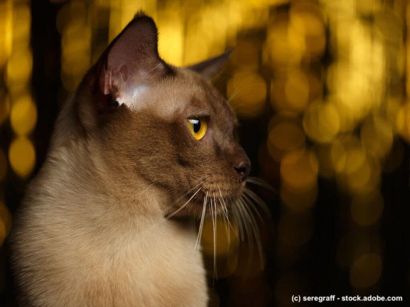 Burma Katze mit Feuerwerk