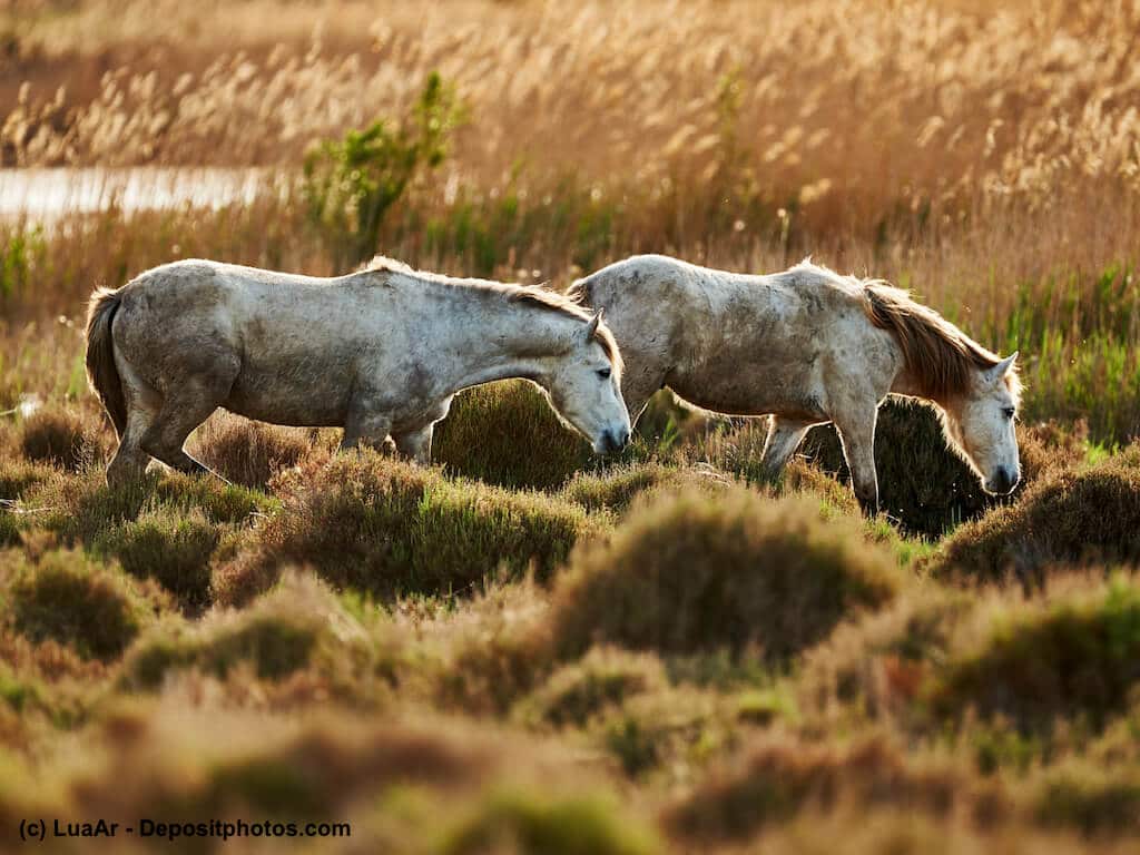 Camargue Pferde Steckbrief