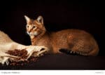 Chausie Steckbrief