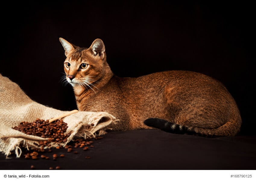 Chausie Steckbrief