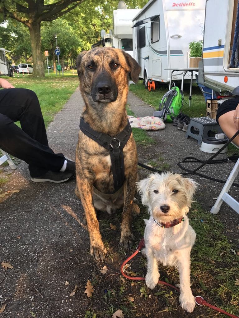 Chief und Zoe haben schon viel gemeinsam erlebt. Den Caravan Salon beispielsweise.