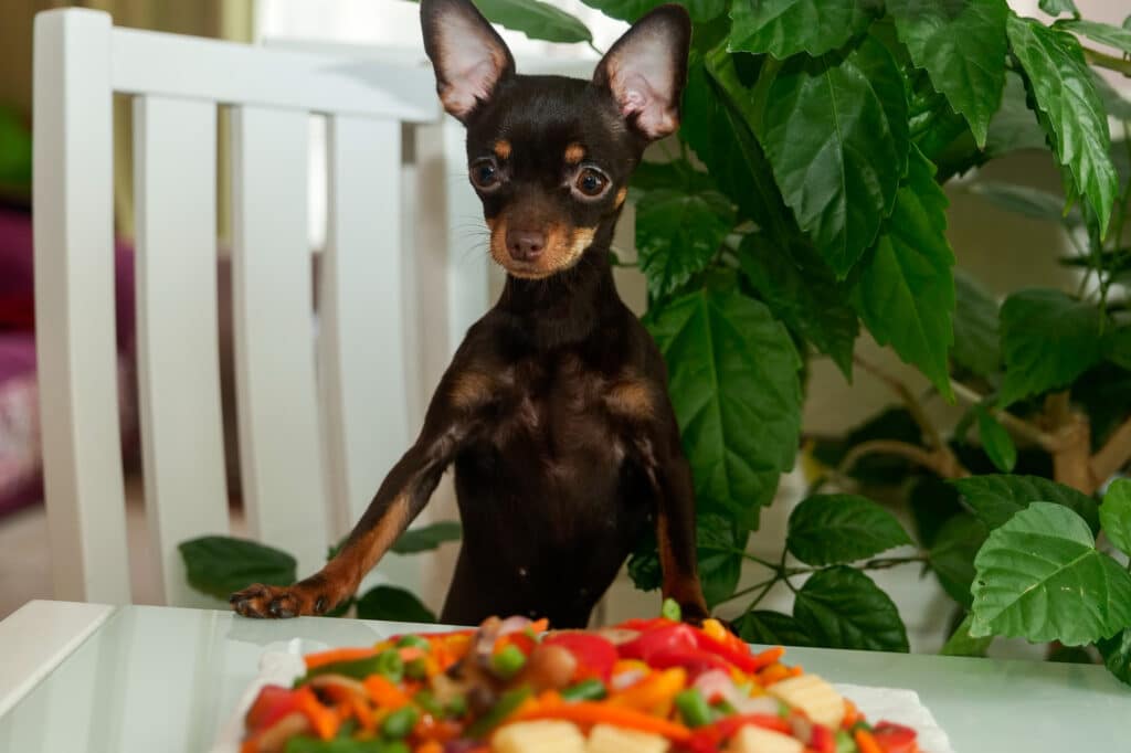 Ein Chihuahua steht auf einem Stuhl mit den Vorderpfoten auf dem Tisch vor ihm ein Teller mit Gemüse. Beschriftung lautet: Wenn Dein Hund abnehmen muss, kommt es nicht nur auf die Futtermenge sondern auch den Inhalt an.