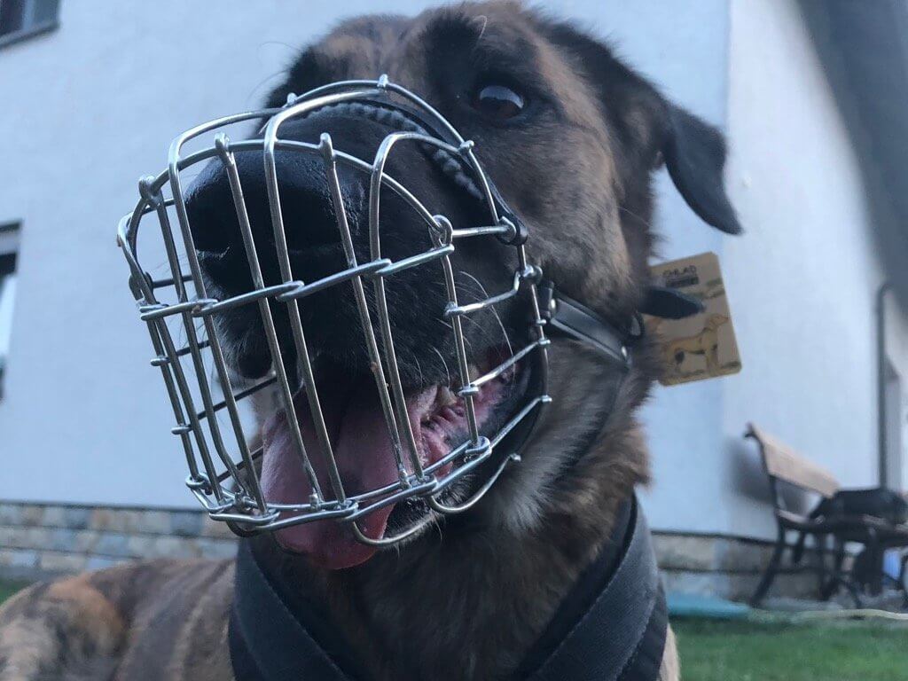 Nahaufnahme von schräg vorne auf einen hechelnden Hund mit Drahtmaulkorb von Chlad