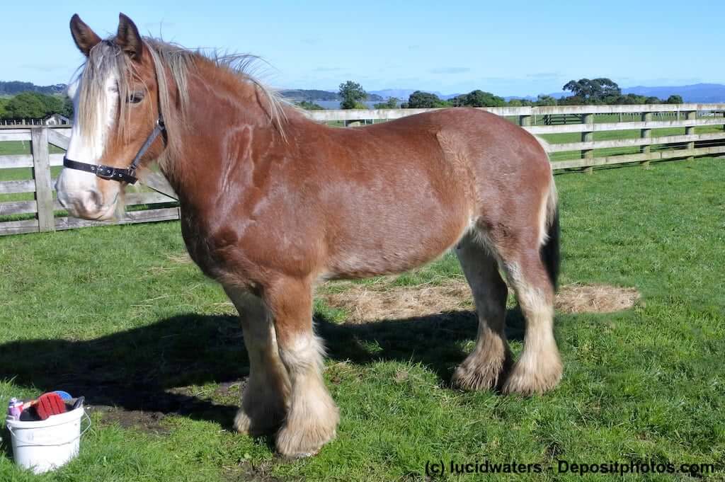 Clydesdale Steckbrief