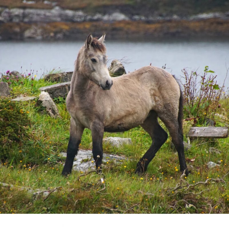 Connemara-Pony Fohlen