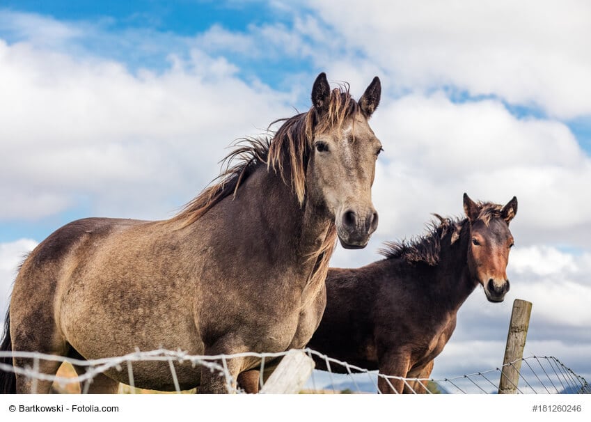Connemara-Pony Steckbrief