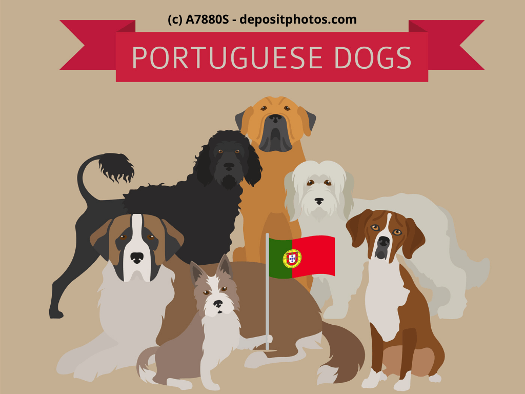 Cão Fila de São Miguel, Rafeiro do Alentejo, Cão da Serra de Estrela Steckbrief