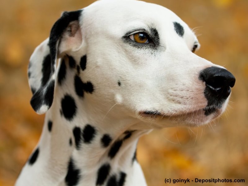 Dalmatina Portrait