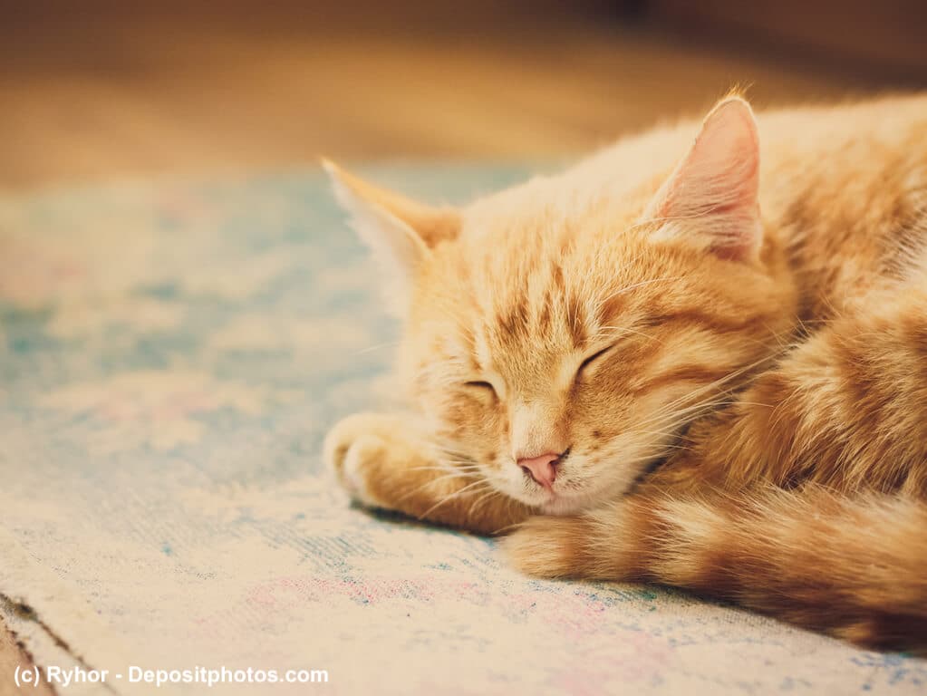 Es gibt viele Gründe, warum Katzen schnurren.