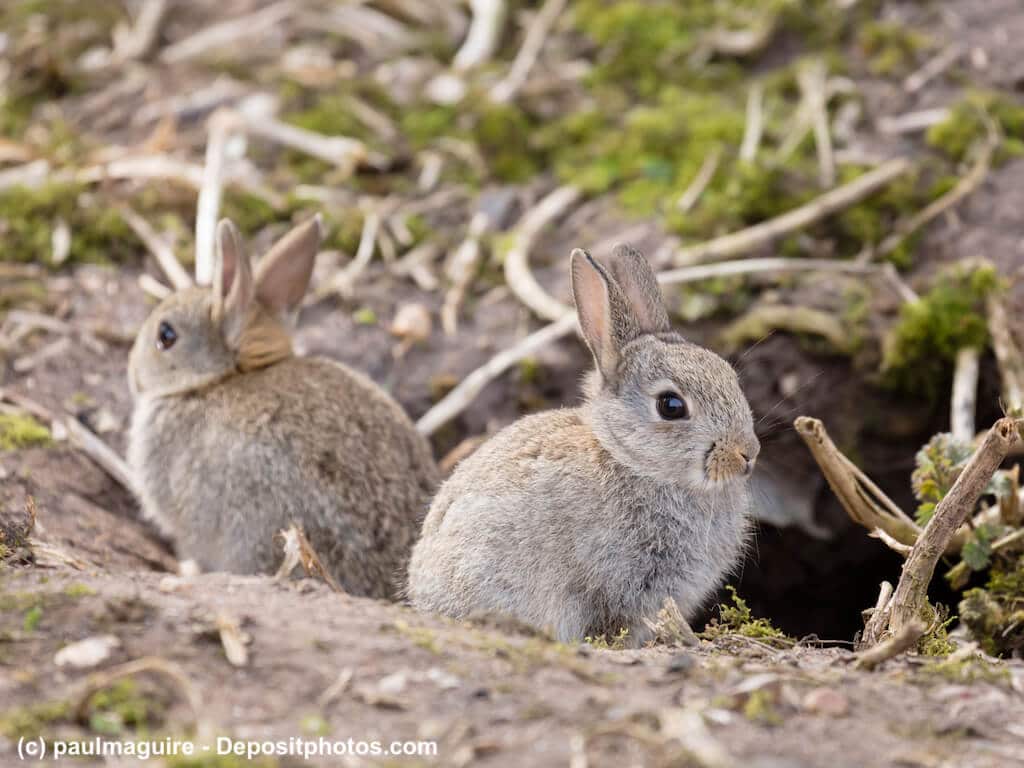 Zwei junge, kleine, grau braune Wild-Kaninchen vor ihrem Bau im Wald. Beschriftung lautet: Wildkaninchen leben in Gruppen zusammen in selbst gegrabenen Höhlen.