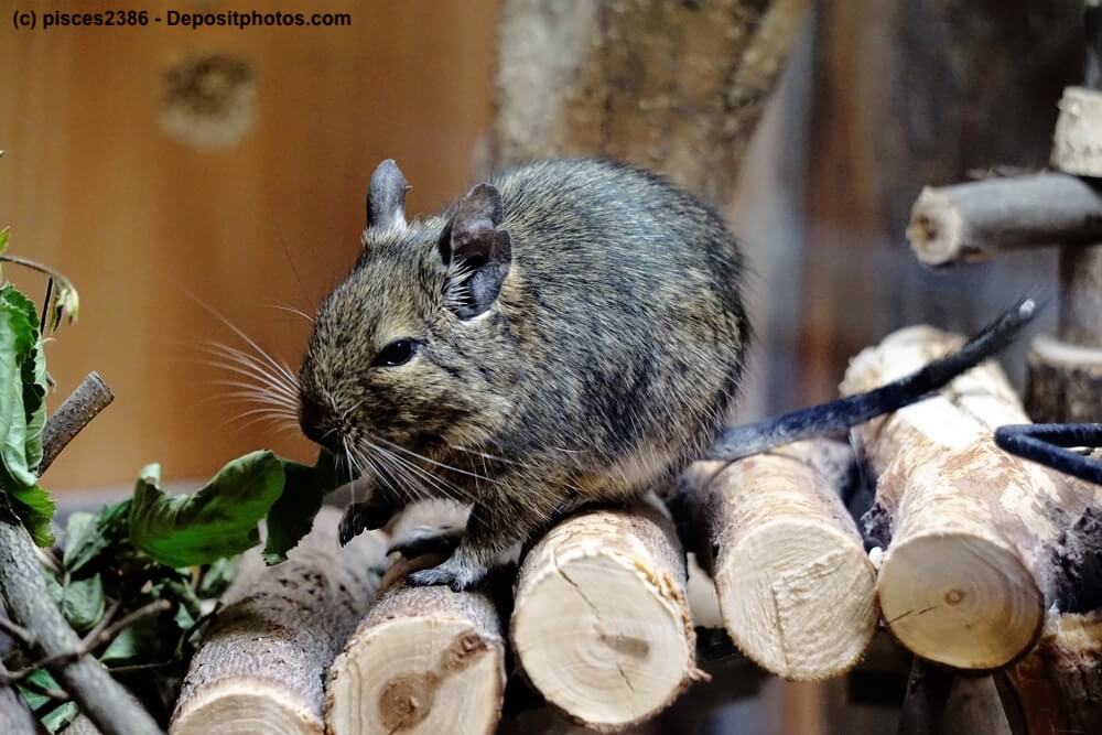 Degu sitzt auf Holzstämmen und knabbert Blätter