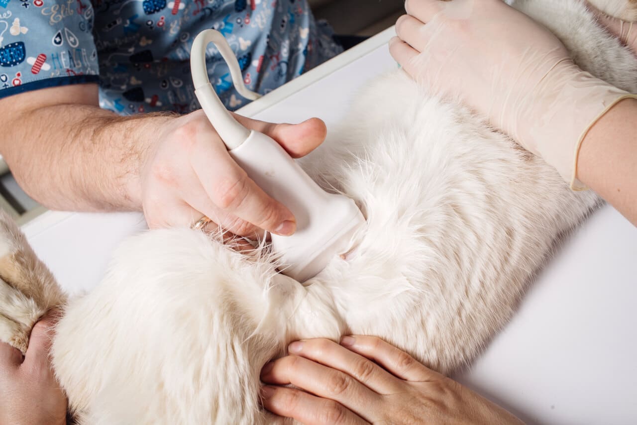Ultraschalluntersuchung bei Nierenerkrankung der Katzen