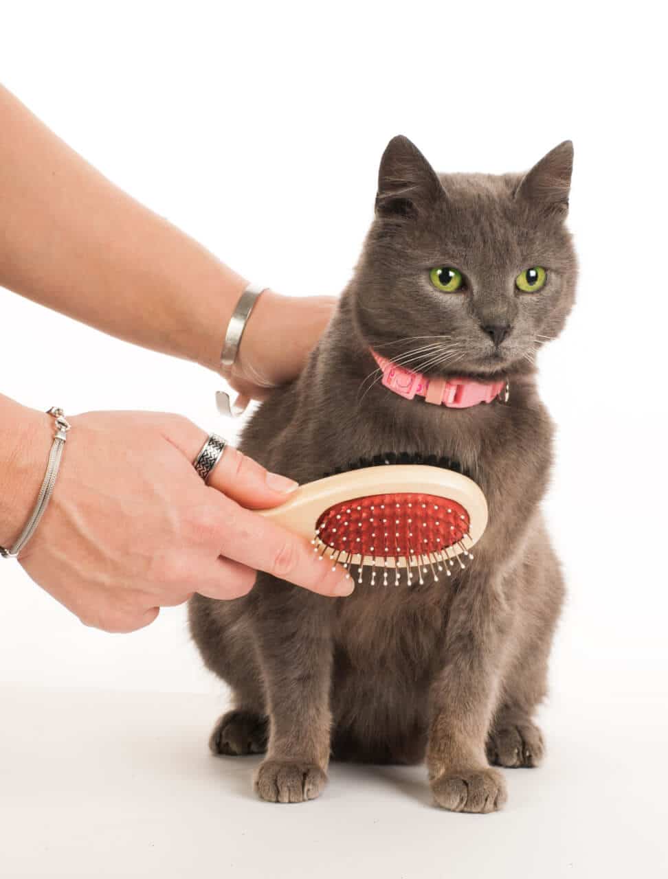 Wenn ihr euch Zeit nehmt und selber ruhig seid, wird eure Katze die Pflege sicher bald genießen.