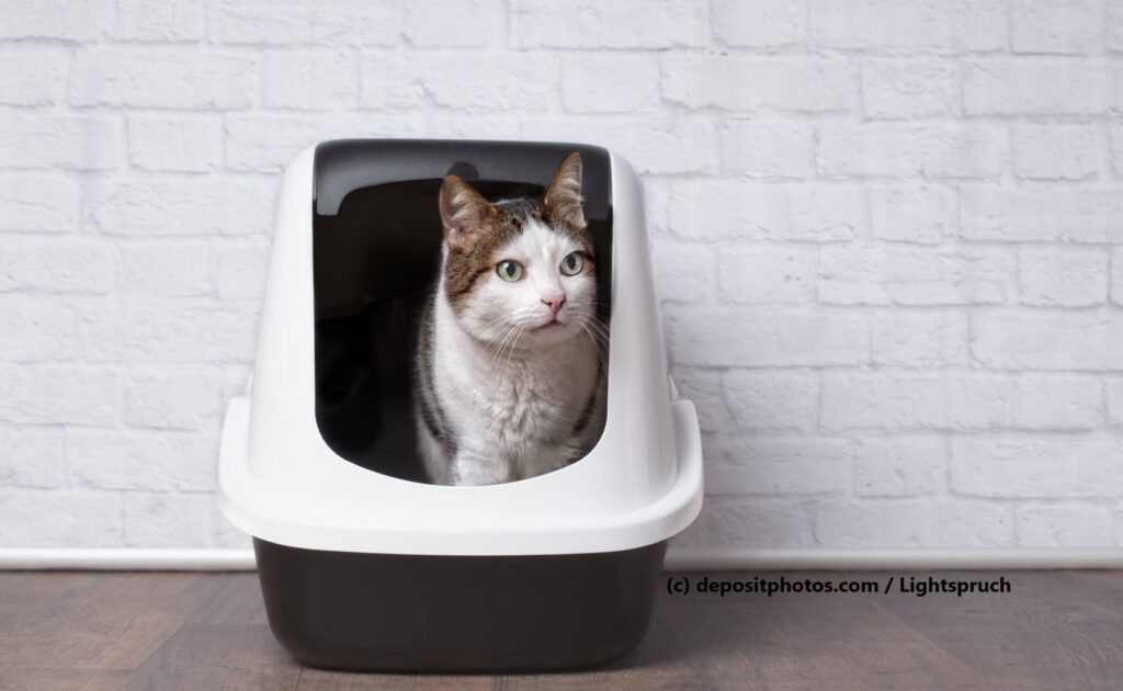 Dein Katzenklo sollte auf jeden Fall zur Größe, dem Alter und den Vorlieben deiner Katze passen.