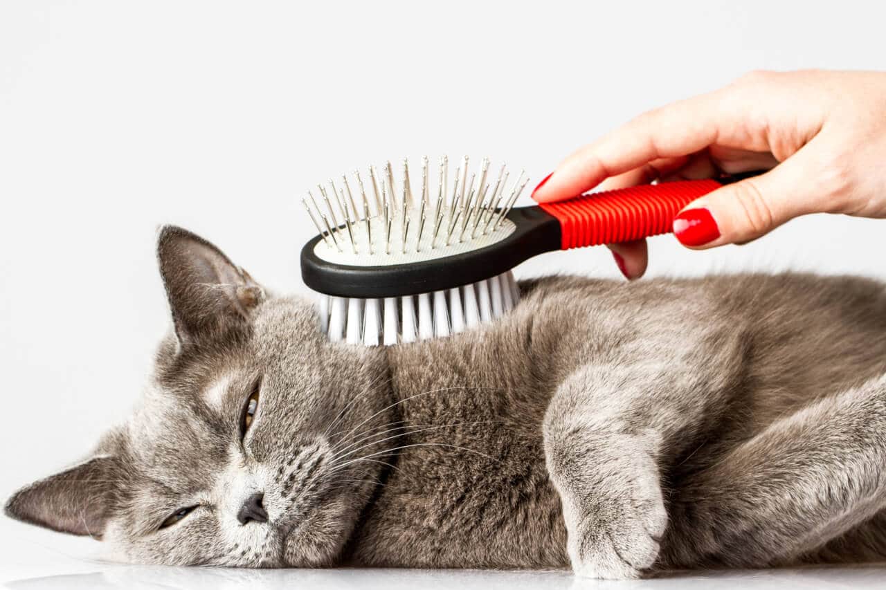 Die richtige Pflege für Katzen mit kurzem Fell