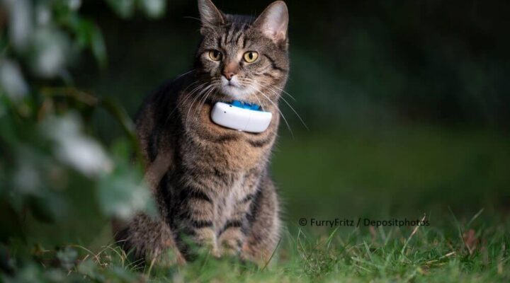 Sicherheit für Freigänger-Katzen! Finde deine geliebten Vierbeiner immer wieder mit GPS-Trackern!