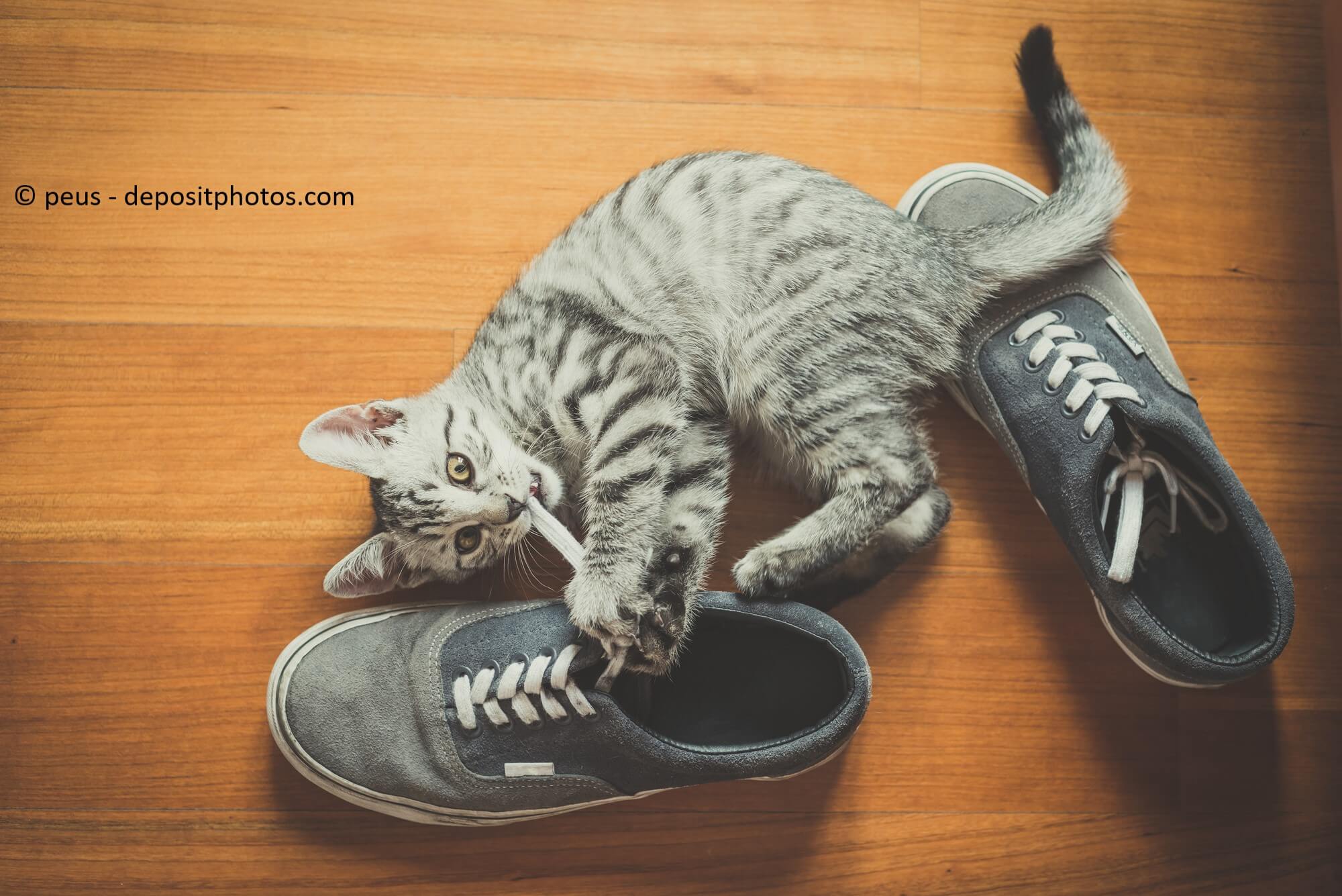 katzen-pubertät