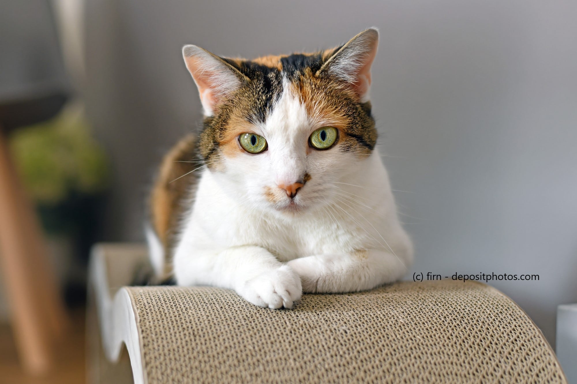 Eine Katze sitzt auf einem Kratzbrett