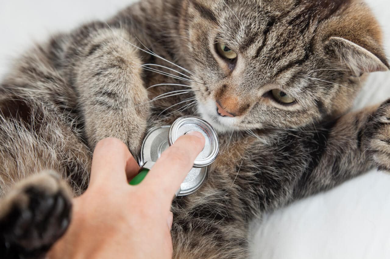Polyzystische Nierenerkankung bei Katzen