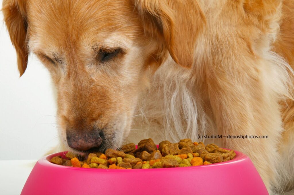 Hund frisst Trockenfutter / Hundefutter aus einem pinkfarbenen Napf. Beschriftung lautet: Um das richtige Trockenfutter für deinen Hund zu finden, solltest du einige Dinge beachten.