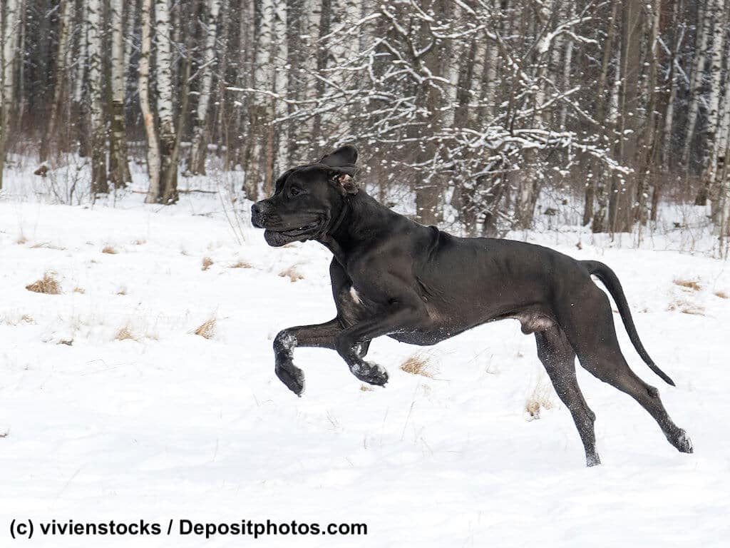 Deutsche Dogge im lauf
