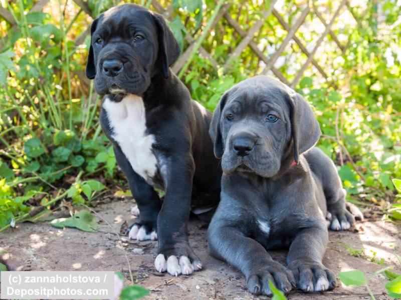 Zwei Deutsche Doggen Welpen