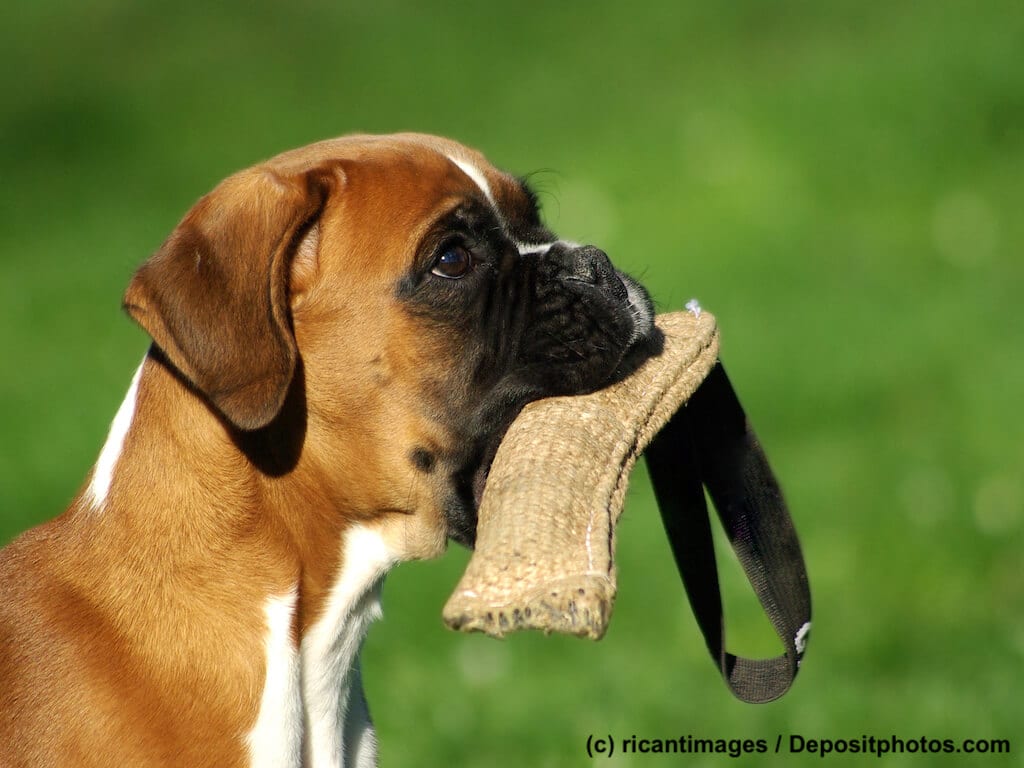 Beschäftigung für Boxer Hund