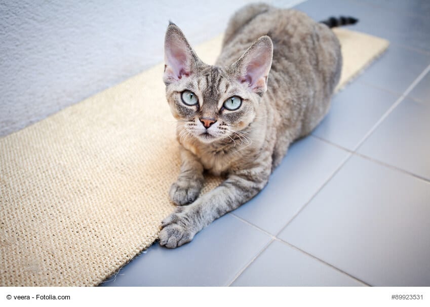 Devon Rex Steckbrief