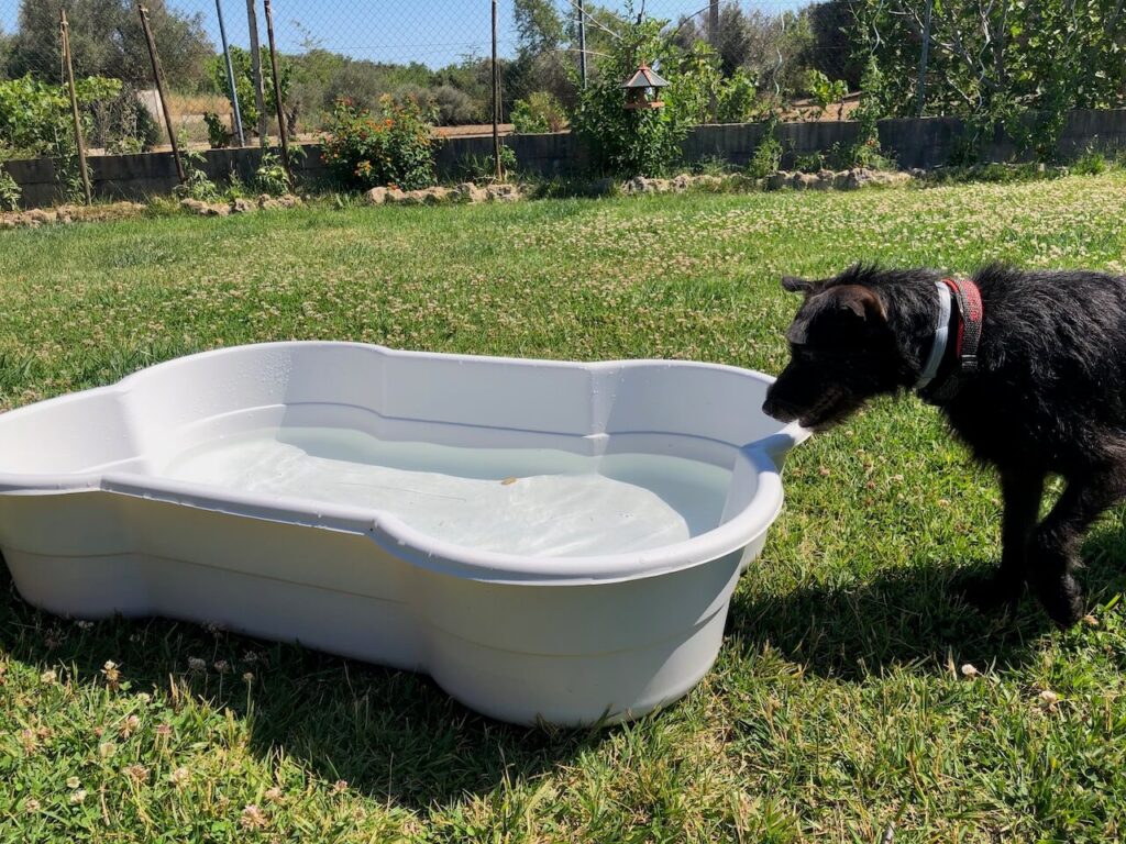 Testhündin Pepper ist eh eher ängstlich. Beim Wasser im grauen DogsLand-Pool erst Recht.