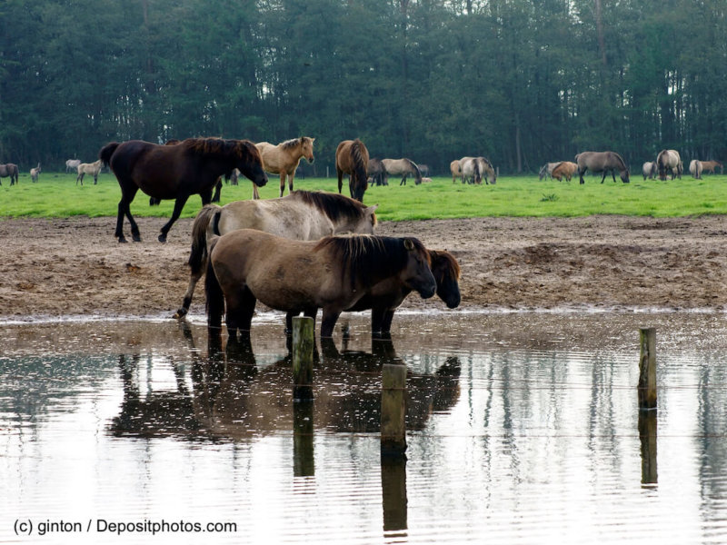 Herde  Duelmener Wildpferd