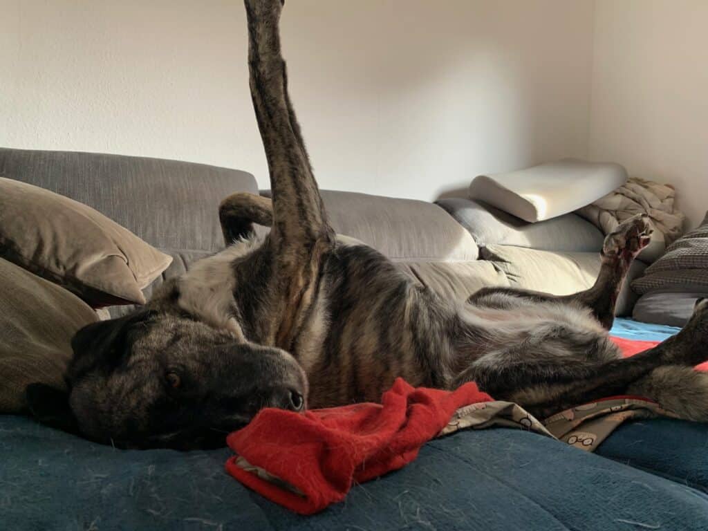 Unsere graugetigerte Hündin Inge liegt auf einem Sofa auf dem Rücken mit verdrehtem Kopf und einem Vorderbein nach oben gestreckt. Die Beschriftung lautet: Nicht jeder Hund liegt entspannt auf der Seite. Manche bevorzugen ausgeklügelte Yoga-Positionen.