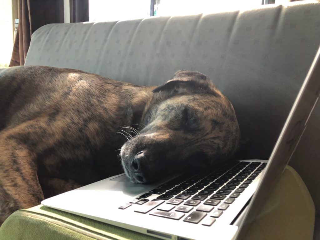 Ein braungetigerter Hund, unser Chief, liegt mit dem Kopf auf einer Laptop-Tastatur mit geschlossenen Augen. Die Beschriftung lautet: Du wirst feststellen: egal, wie gut deine Intention ist, dein Hund sucht sich den Platz, den er für gemütlich hält. Und wenn es dein Laptop ist.