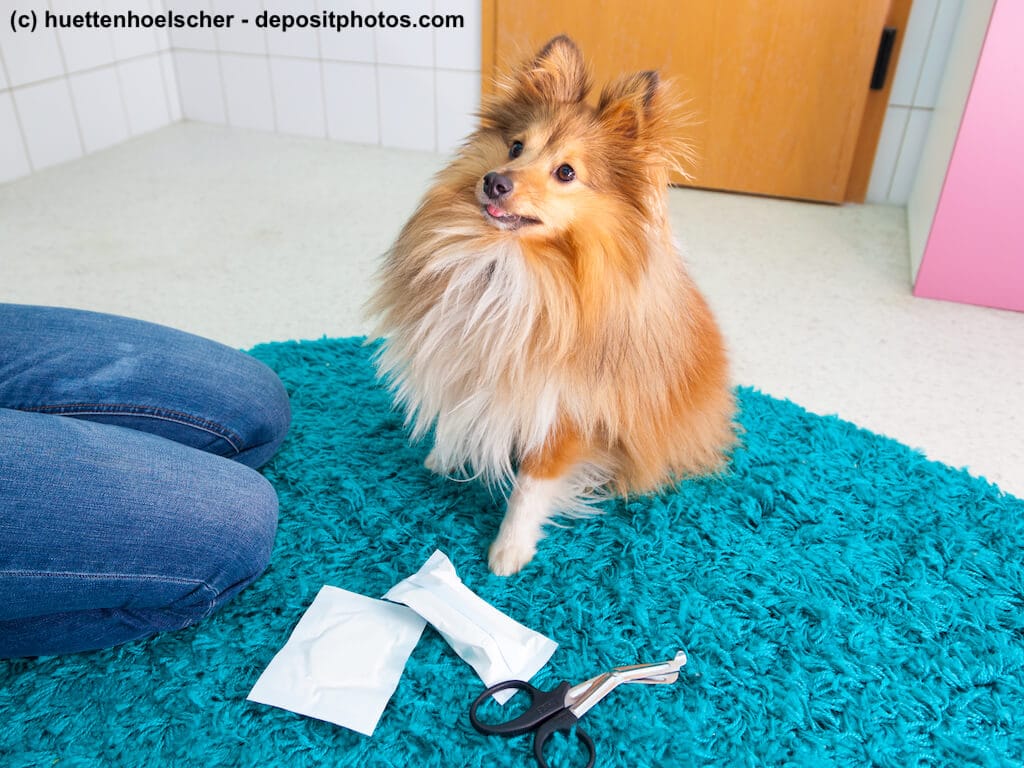 Sheltie sitzt auf Badezimmerteppich vor einem Verband und einer Verbandsschere.