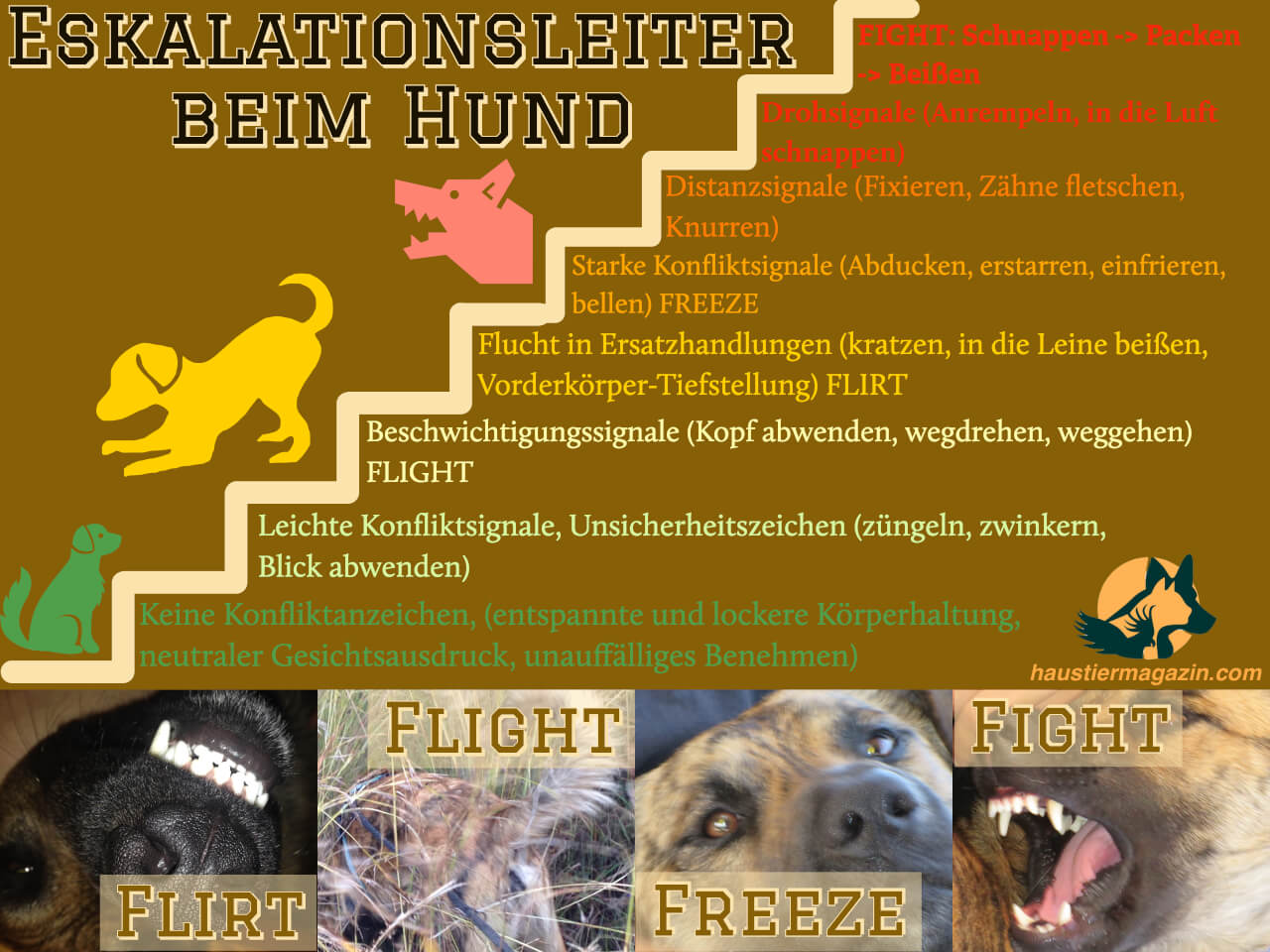 Infografik zur Eskalationsleiter beim Hund mit Meideverhalten, Konfliktzeichen, Aggressionsanzeichen