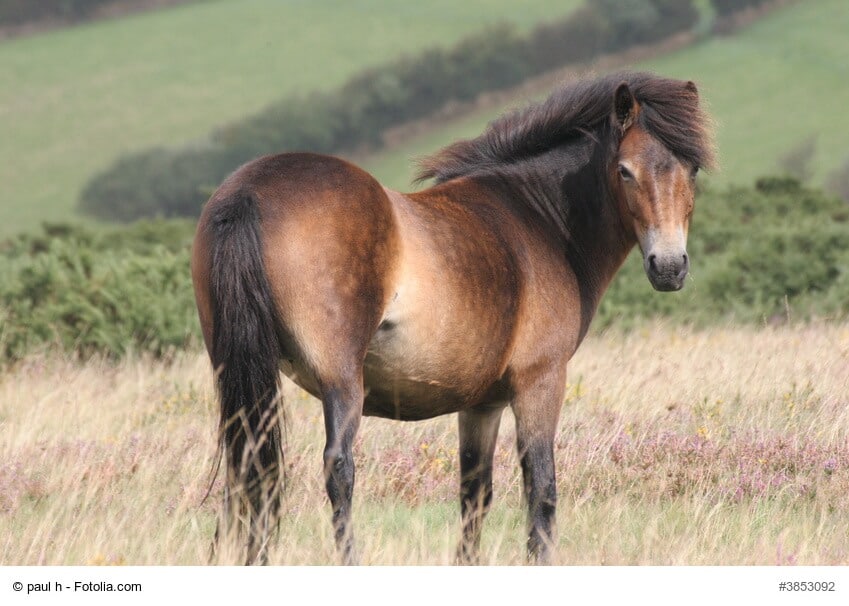 Exmoor Ponys- wild und ursprünglich