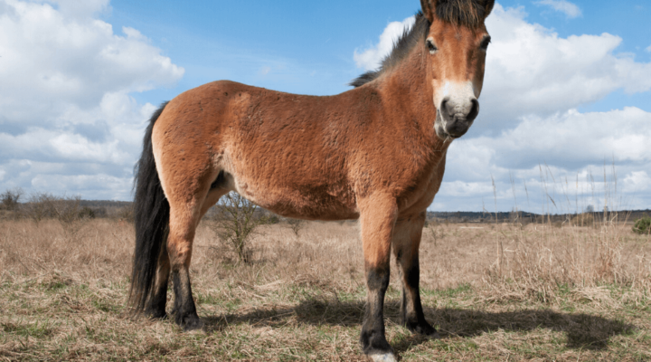 Exmoor-Pony
