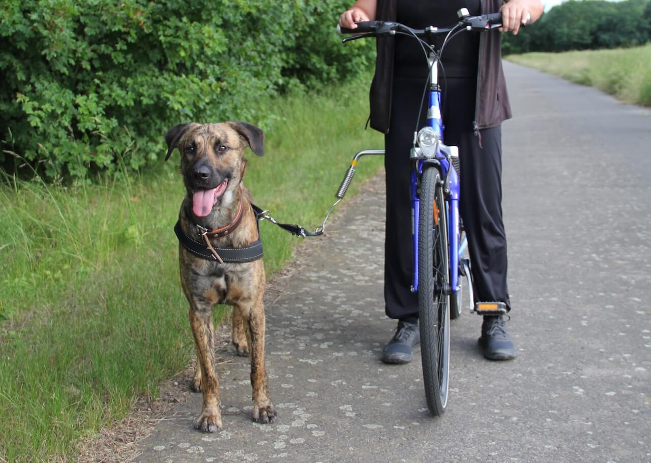 Neben einem Fahrrad steht ein Hund