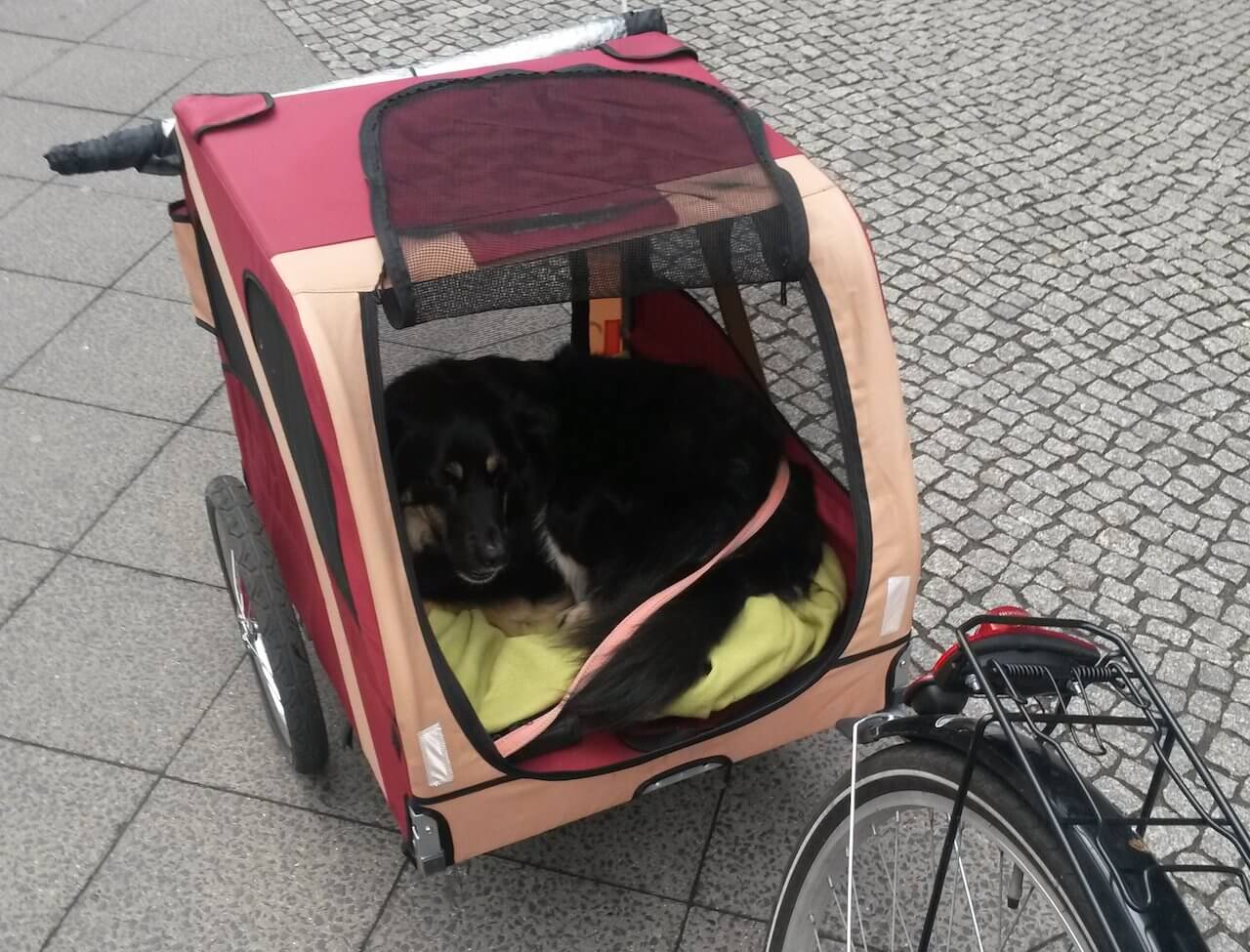 Hundefahrradanhänger FAH18-2 von Leopet hinter einem Fahrrad mit Hund