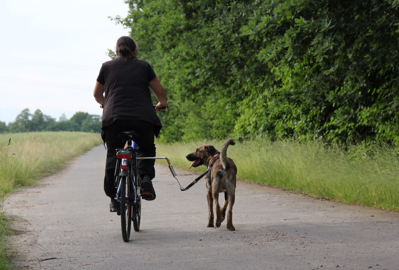 Von hinten sind ein Fahrrad mit einer Frau und rechts daneben ein Hund an einem Fahrradhalter zu sehen.