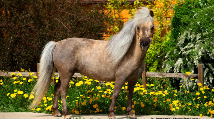 Falabella