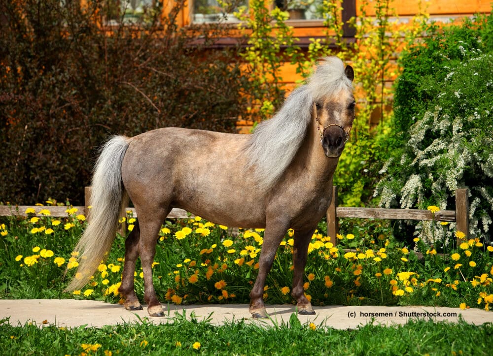 Falabella Steckbriefe