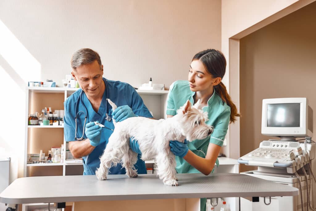 Ein Tierarzt und seine Assistentin halten einen Westhighland Terrier auf dem Behandlungstisch fest und messen Fieber. Beschriftung lautet: Fiebermessen ist zu zweit wesentlich einfacher als alleine.